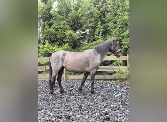 Murgese, Mare, 5 years, 15.2 hh, Roan-Blue