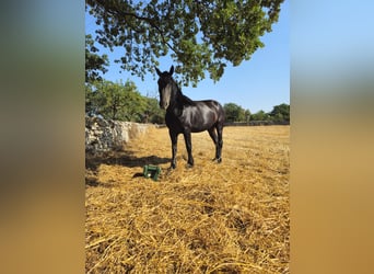 Murgese, Mare, 5 years, 15,3 hh, Black