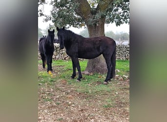 Murgese, Mare, 5 years, 15,3 hh, Black