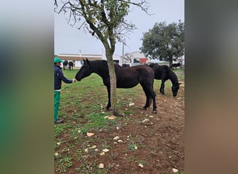 Murgese, Mare, 5 years, 15,3 hh, Black