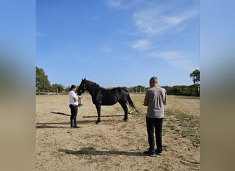 Murgese, Mare, 5 years, 15,3 hh, Black