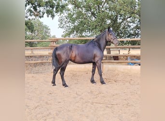 Murgese, Mare, 5 years, 15,3 hh, Black