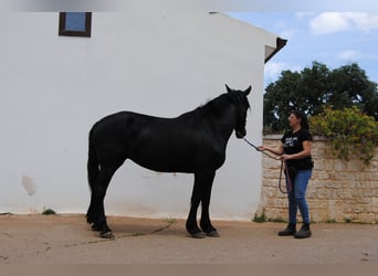 Murgese, Mare, 6 years, 15,3 hh, Black