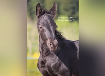 Murgese Mix, Mare, , Roan-Blue