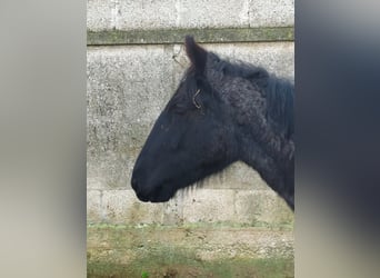 Murgese, Merrie, 1 Jaar, Roan-Blue