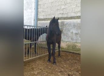 Murgese, Merrie, 1 Jaar, Zwart