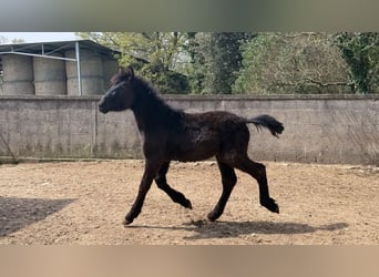 Murgese, Merrie, 1 Jaar, Zwart