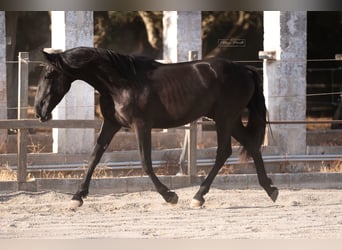 Murgese, Merrie, 2 Jaar, 160 cm, Zwart