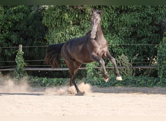 Murgese, Merrie, 2 Jaar, 160 cm, Zwart