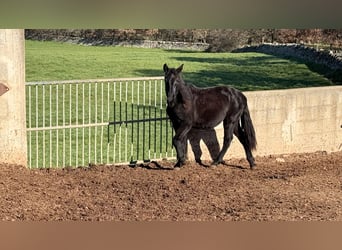Murgese, Merrie, 2 Jaar, 160 cm, Zwart
