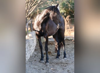 Murgese, Merrie, 2 Jaar, 160 cm, Zwart