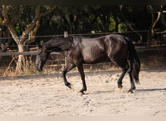 Murgese, Merrie, 2 Jaar, 160 cm, Zwart