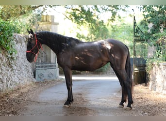 Murgese, Merrie, 2 Jaar, 160 cm, Zwart