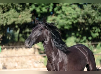 Murgese, Merrie, 2 Jaar, 160 cm, Zwart