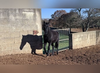 Murgese, Merrie, 2 Jaar, 160 cm, Zwart