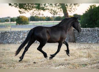 Murgese, Merrie, 2 Jaar, 162 cm, Zwart