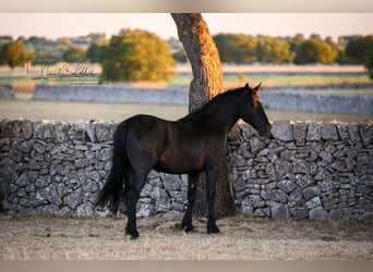 Murgese, Merrie, 2 Jaar, 162 cm, Zwart