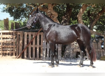 Murgese, Merrie, 2 Jaar, 163 cm, Zwart