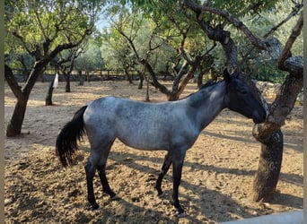 Murgese, Merrie, 2 Jaar, Roan-Blue