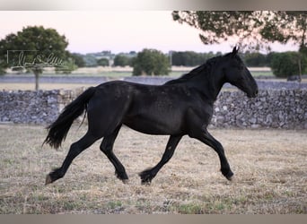 Murgese, Merrie, 2 Jaar, Zwart