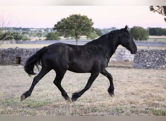 Murgese, Merrie, 2 Jaar, Zwart