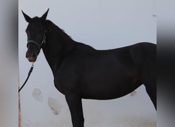 Murgese, Merrie, 3 Jaar, 155 cm, Zwart