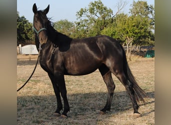 Murgese, Merrie, 3 Jaar, 155 cm, Zwart