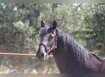 Murgese, Merrie, 3 Jaar, 157 cm, Zwart