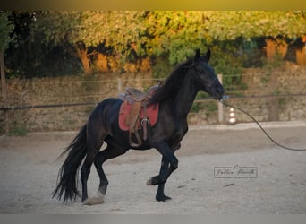Murgese, Merrie, 3 Jaar, 158 cm, Zwart