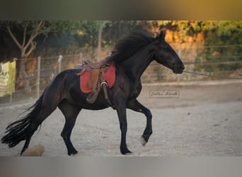 Murgese, Merrie, 3 Jaar, 158 cm, Zwart