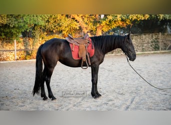 Murgese, Merrie, 3 Jaar, 158 cm, Zwart