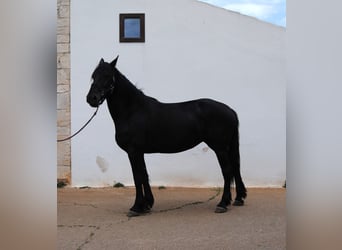 Murgese, Merrie, 6 Jaar, 162 cm, Zwart