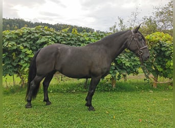Murgese, Merrie, 8 Jaar, 161 cm, Zwart