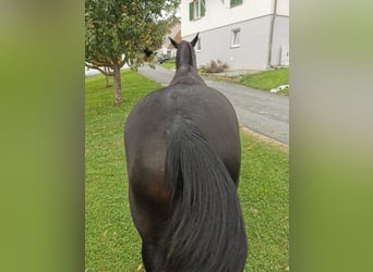 Murgese, Merrie, 8 Jaar, 161 cm, Zwart
