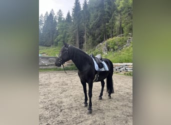 Murgese, Merrie, 8 Jaar, 165 cm, Zwart
