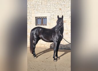 Murgese, Ogier, 2 lat, 157 cm, Kara