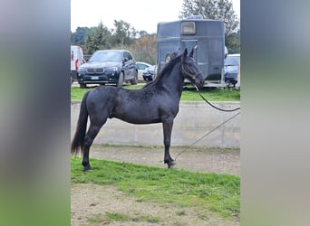 Murgese, Ogier, 2 lat, 157 cm, Kara