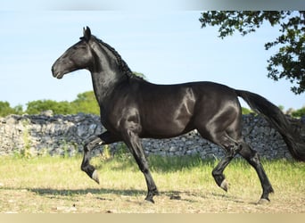 Murgese, Ogier, 2 lat, 158 cm, Kara
