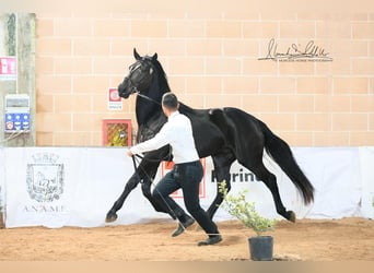 Murgese, Ogier, 2 lat, 160 cm, Kara