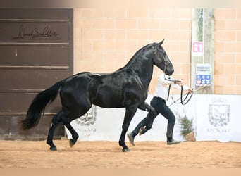 Murgese, Ogier, 2 lat, 160 cm, Kara