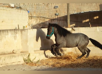 Murgese, Ogier, 2 lat, 160 cm
