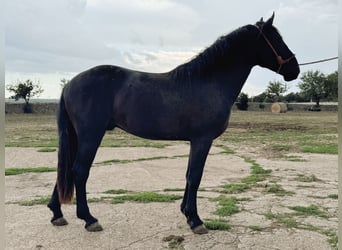 Murgese, Ogier, 2 lat, 165 cm, Kara