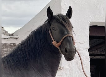 Murgese, Ogier, 2 lat, 165 cm, Kara