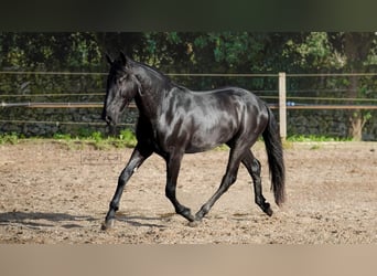 Murgese, Ogier, 3 lat, 155 cm, Kara