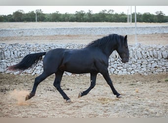 Murgese, Ogier, 3 lat, 156 cm, Kara
