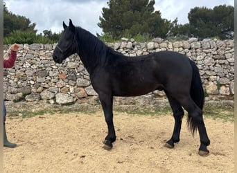 Murgese, Ogier, 3 lat, 158 cm, Kara