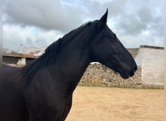 Murgese, Ogier, 3 lat, 158 cm, Kara