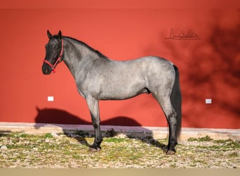 Murgese, Ogier, 3 lat, 158 cm, Karodereszowata