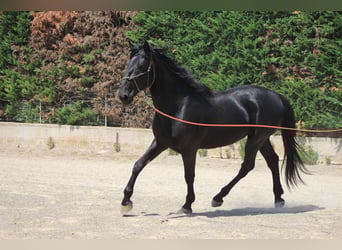 Murgese, Ogier, 3 lat, 165 cm, Kara
