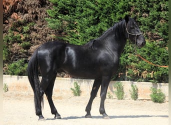 Murgese, Ogier, 3 lat, 165 cm, Kara